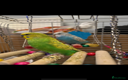 Budgerigars birds for sale: 💚💙 2 Friendly Budgies For Sale 💙💚 - Image 1