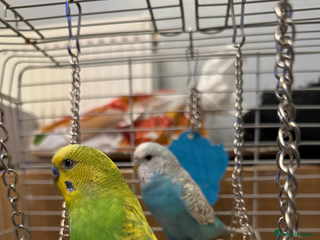 Budgerigars birds 💚💙 2 Friendly Budgies For Sale 💙💚 - Advert 6
