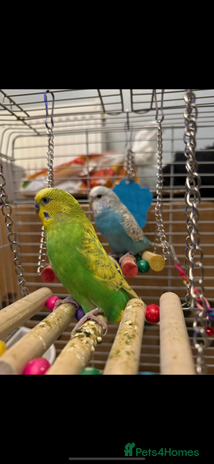 Budgerigars birds - Advert 4