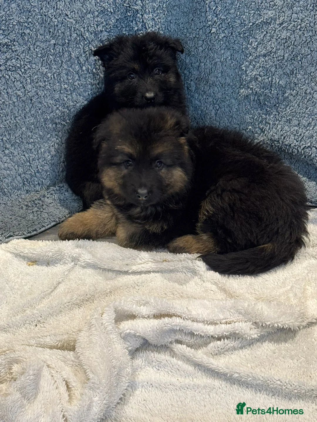 German Shepherd dogs for sale: German shepherd pups  - Advert 5