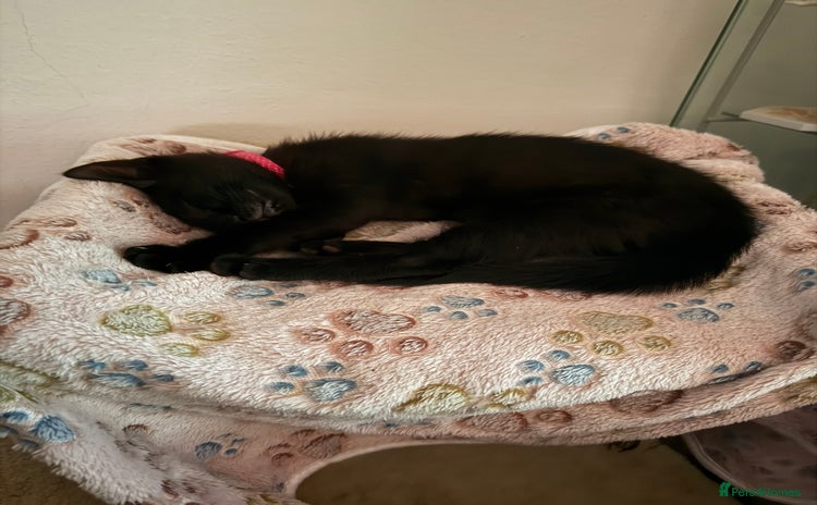 Mixed Breed cats - Advert 10