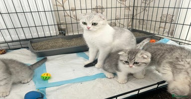 Scottish Fold cats - Advert 8