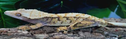 Gecko reptiles for sale: Extreme tri-color male crested gecko - Advert 2