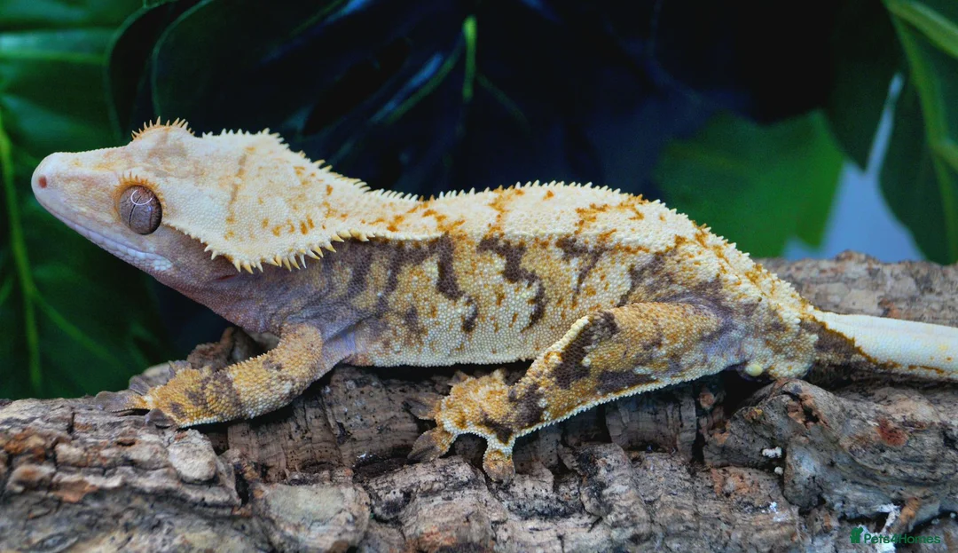 Gecko reptiles for sale: Extreme tri-color male crested gecko - Advert 2