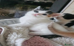 Selkirk Rex cats for sale: Adorable Selkirk Rex Kittens (Straight ) - Image 12