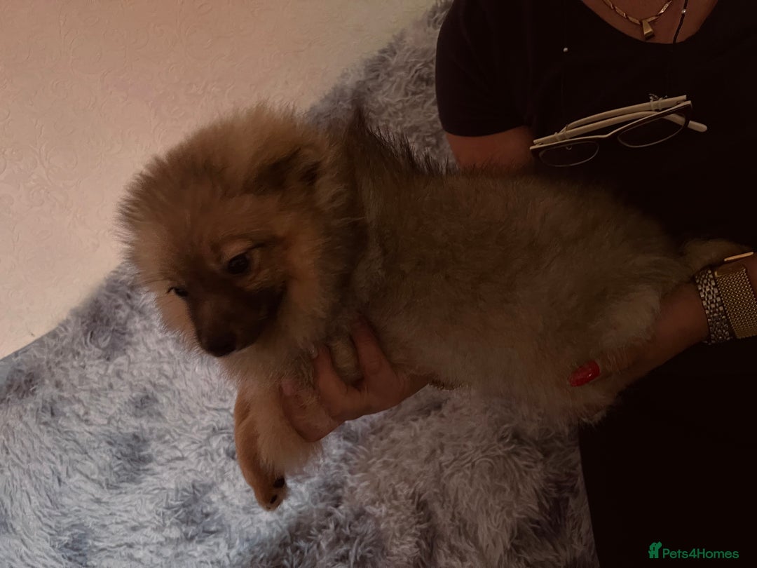 Pomeranian dogs for sale: Pomeranian girls and boys available  - Image 5