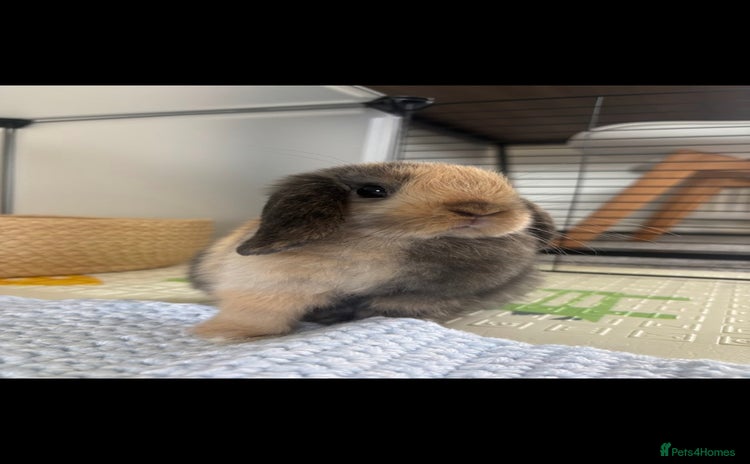 Mini Lop rabbits - Advert 4