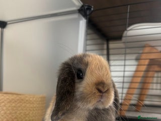 Mini Lop rabbits for sale - Advert 1