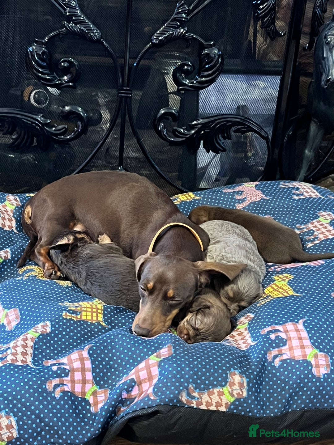 Miniature Dachshund dogs for sale: Stunning full pedigree Miniature Dachshunds  - Image 19