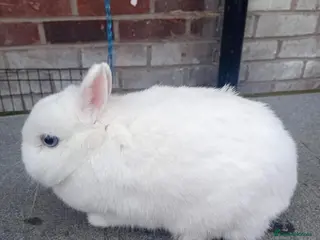 Netherland Dwarf rabbits Netherland dwarf baby rabbits ready now - Advert 5