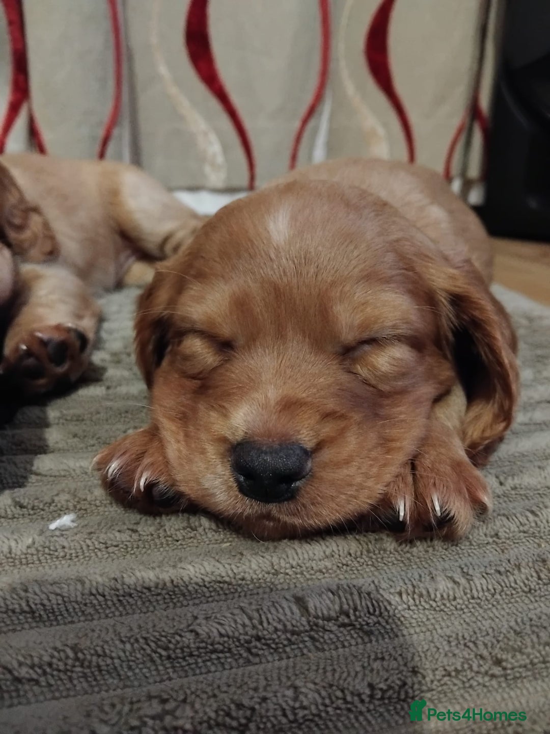 Cocker Spaniel dogs for sale: KC Registered Working Cocker Spaniel  - Advert 31