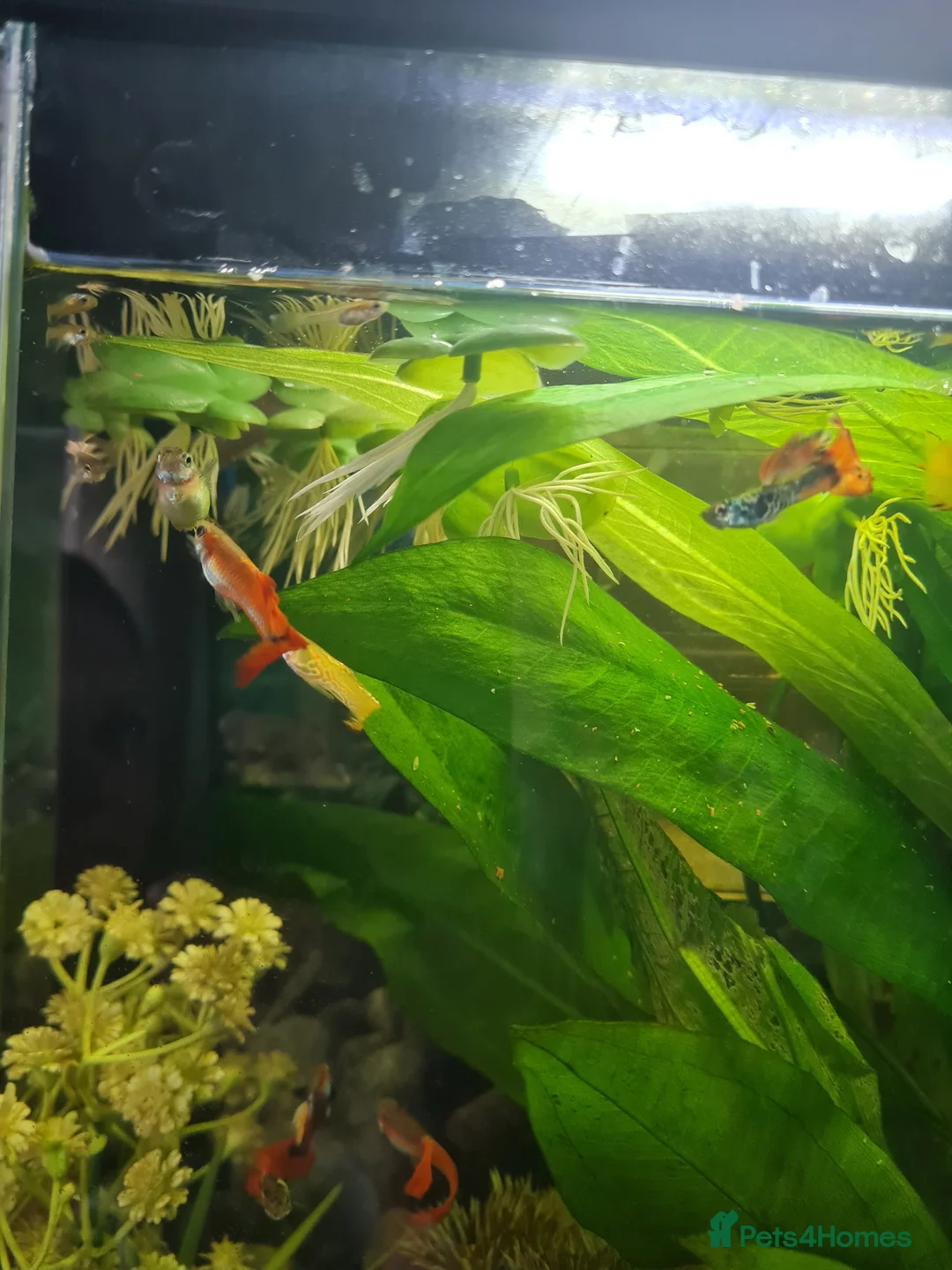 Live Bearers fish for sale: Guppy babies  in Newton Abbot - Advert 1