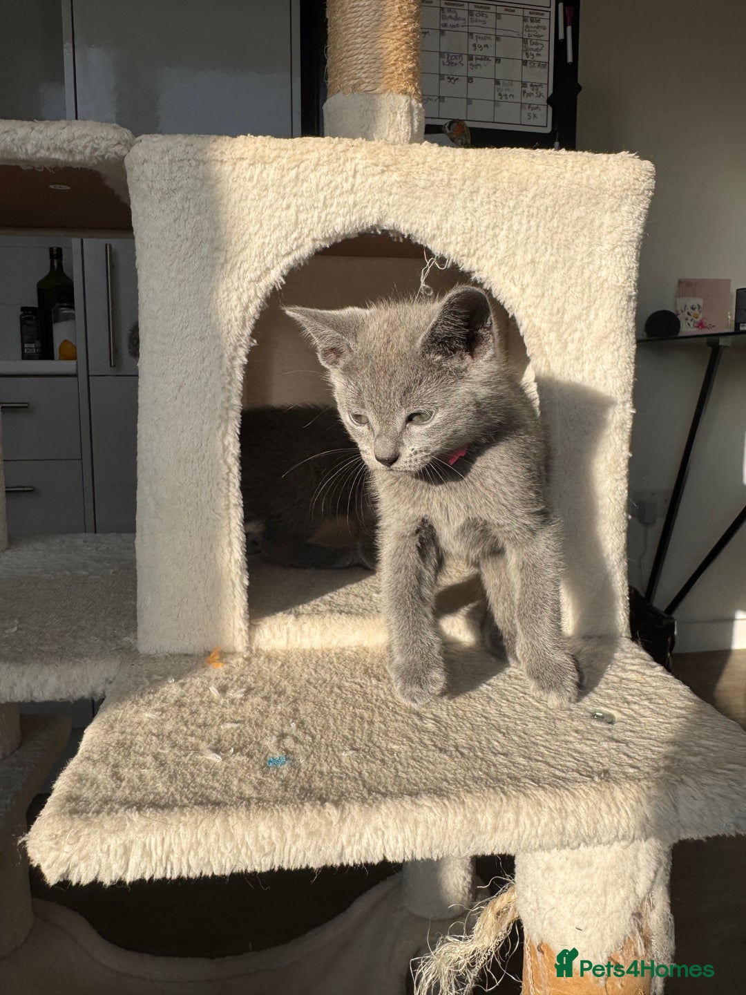 Russian Blue cats for sale: 🐾 Premium Home-Raised Russian Blue Kittens -Ready - Advert 19