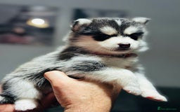 Pomsky dogs for sale: Pomsky Puppy - Image 8