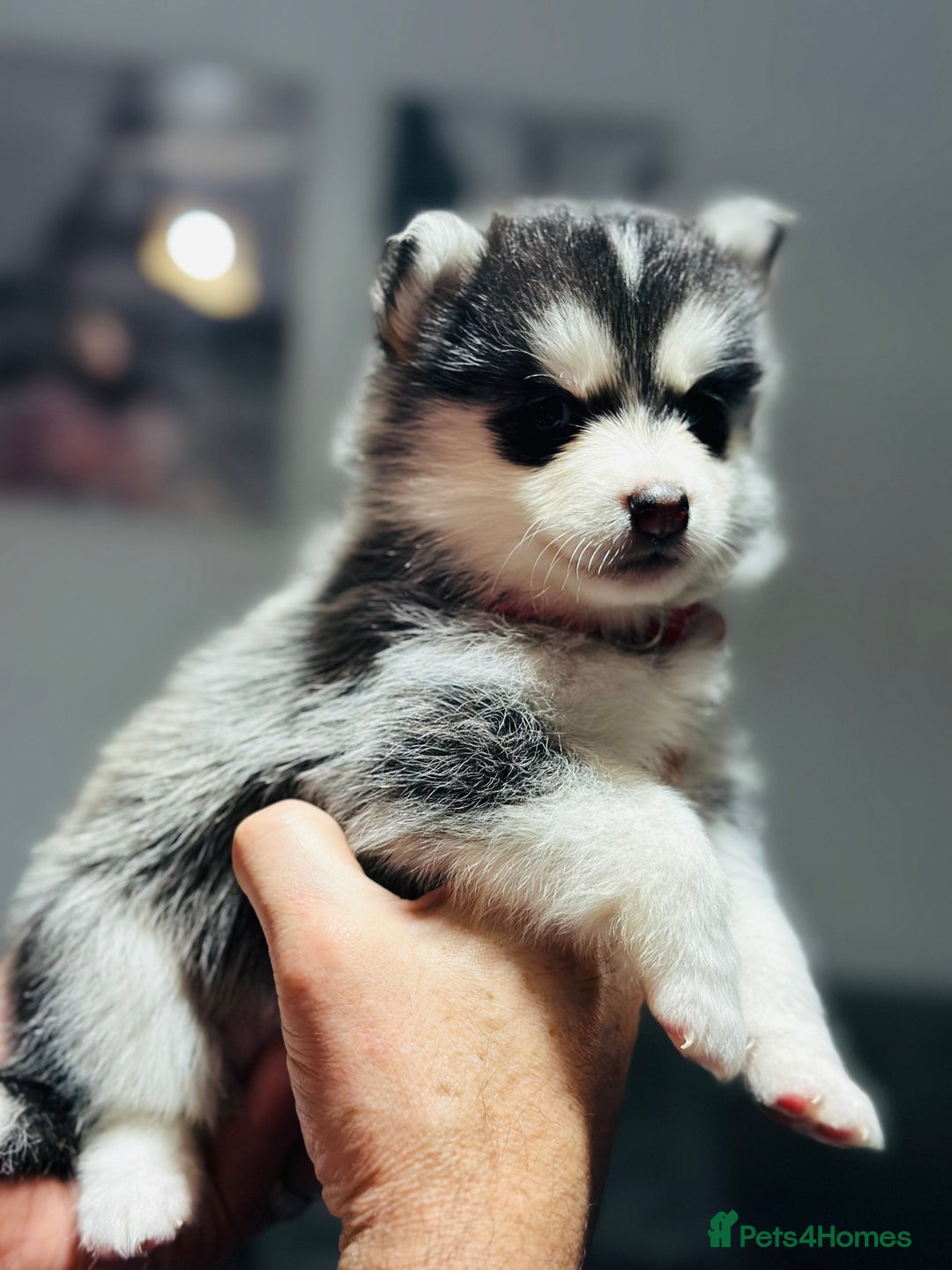 Pomsky dogs for sale: Pomsky Puppy - Image 8
