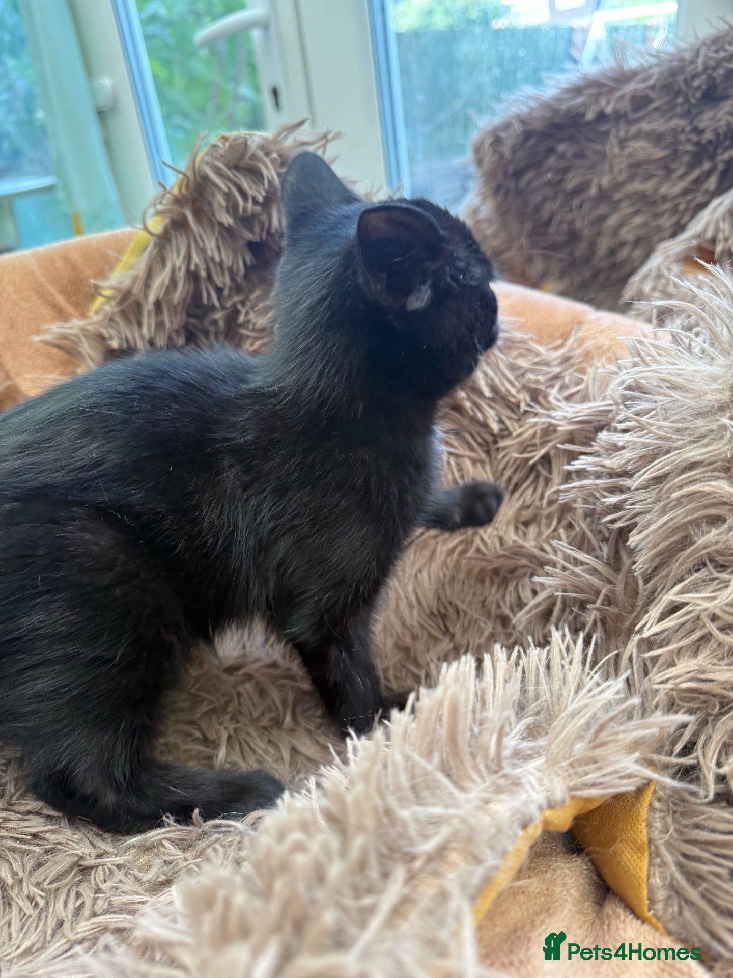 Mixed Breed cats for sale: Kittens  - Advert 10