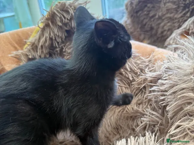 Mixed Breed cats for sale: Kittens - Advert 10