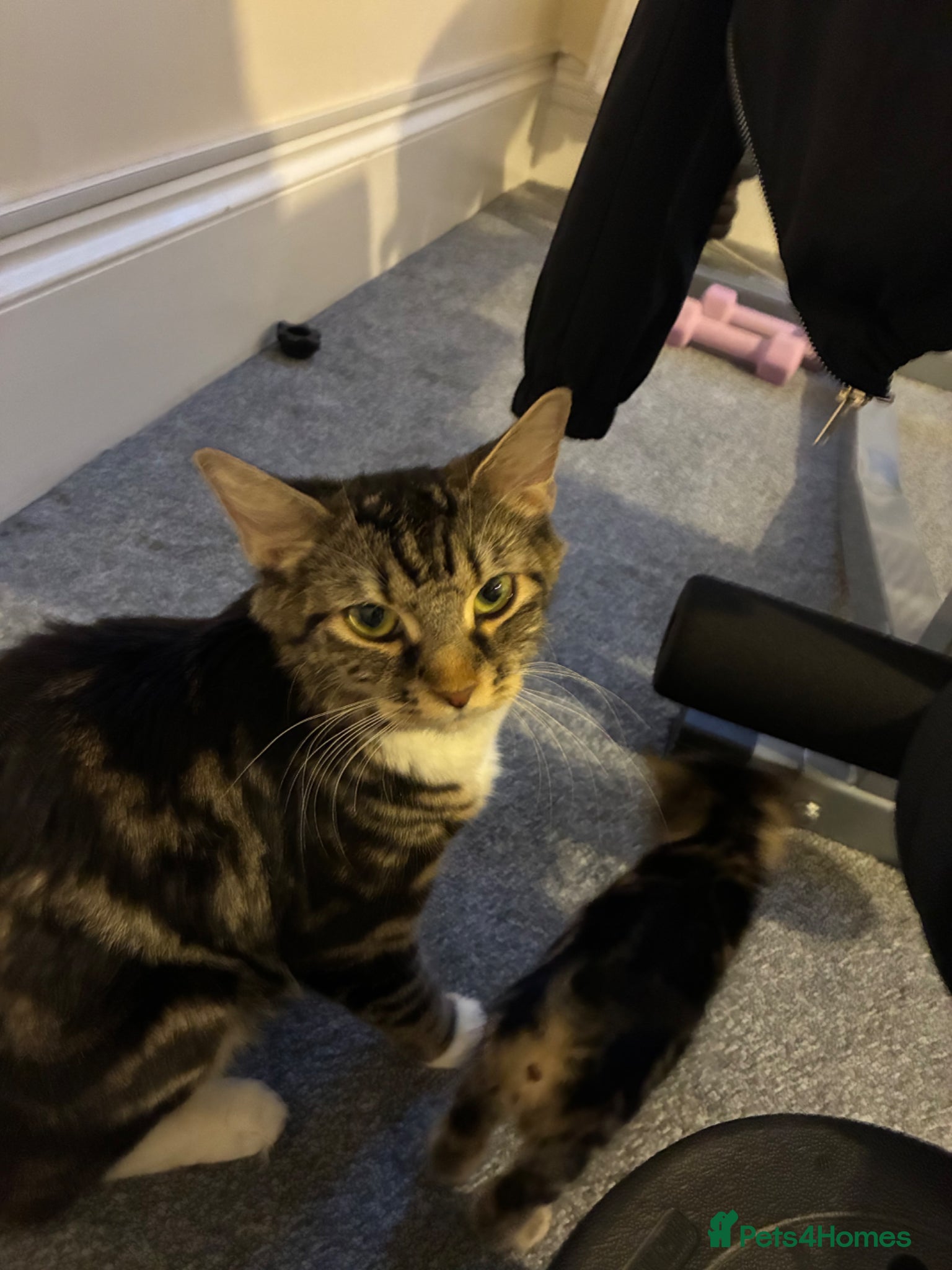 Mixed Breed cats Mixed breed tabby - Advert 1