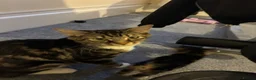 Mixed Breed cats for sale: Mixed breed tabby - Advert 1