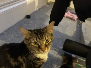 Mixed Breed cats Mixed breed tabby - Advert 3