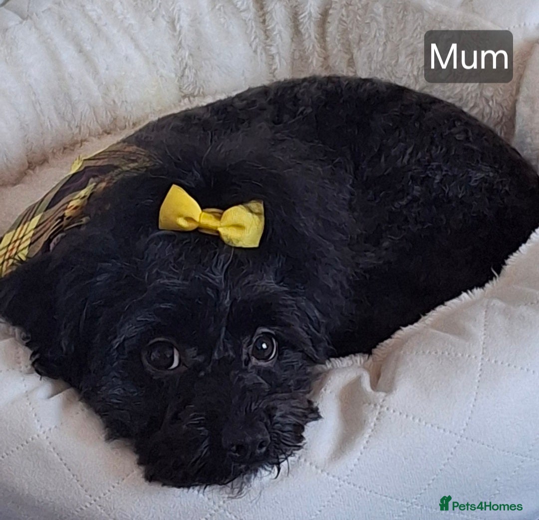 Maltipoo dogs Six beautiful Maltipoo puppies - Advert 2