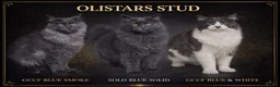 Maine Coon cats for sale: Outstanding pedigree mainecoons - Advert 3