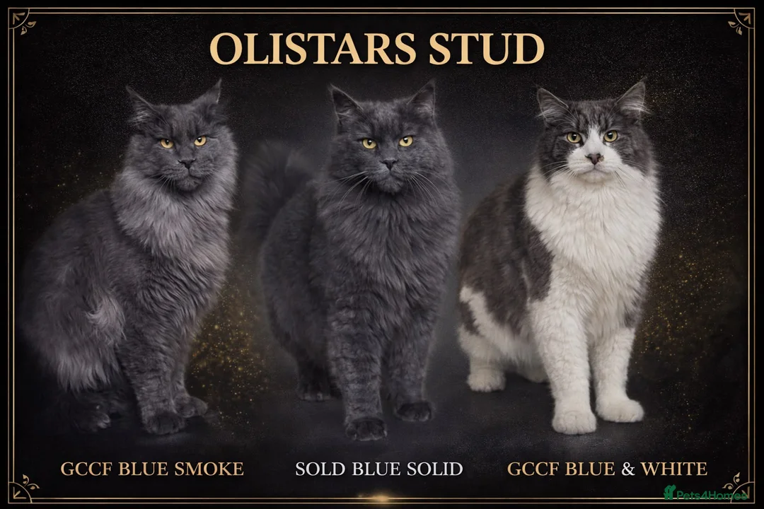 Maine Coon cats for sale: Outstanding pedigree mainecoons - Advert 3