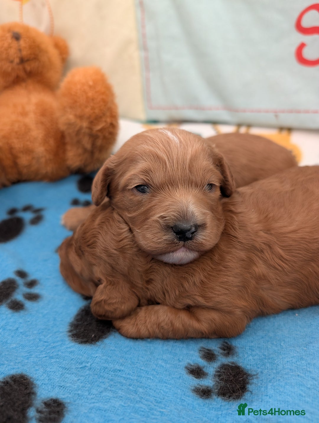 Cavapoo dogs for sale: F1B Deep Fox Red Puppies - Advert 18