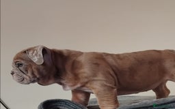 English Bulldog dogs for sale: Last English Bulldog Female - Image 2