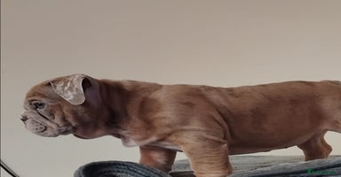 English Bulldog dogs - Advert 1