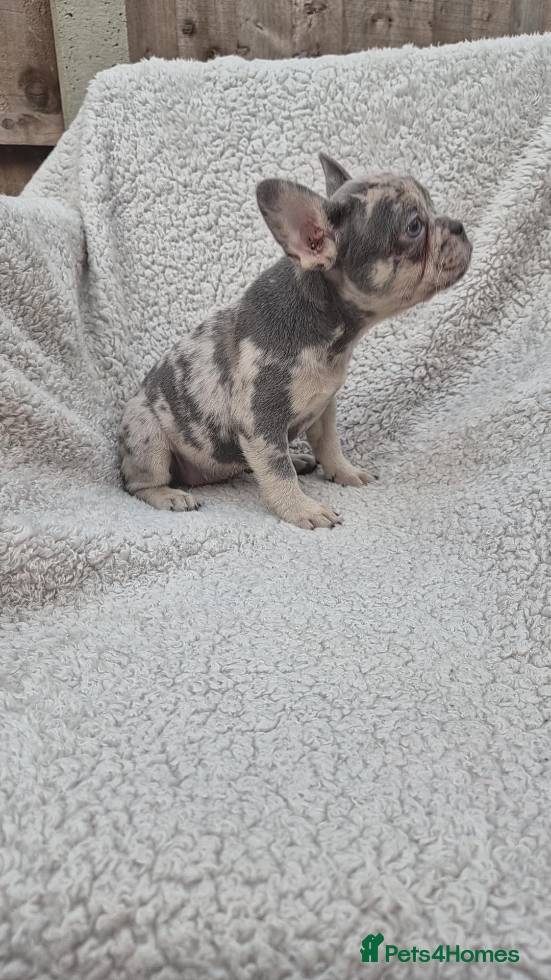 French Bulldog dogs OPEN TO OFFERS - Health Tested & Ready To Leave  - Advert 2