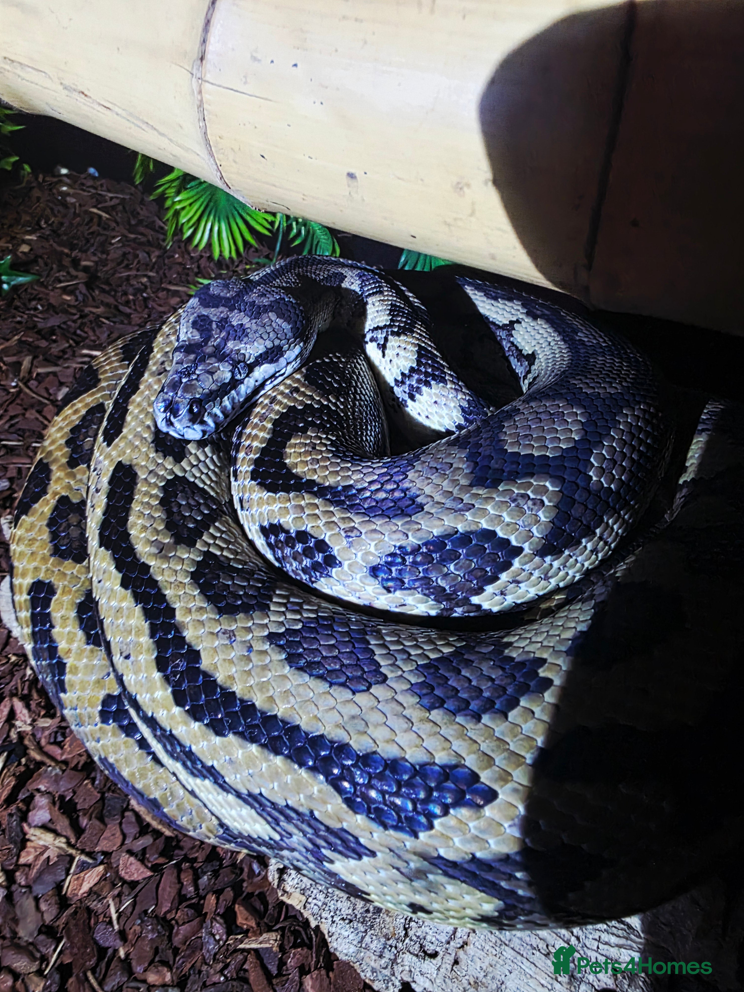 Boa Snake reptiles 2x boas and carpet python  - Advert 1