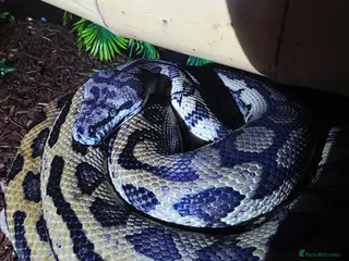 Boa Snake reptiles 2x boas and carpet python - Advert 1