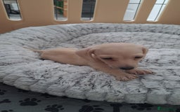 Dachshund dogs for sale: Miniature dachshund girls, cream & black and cream - Image 19