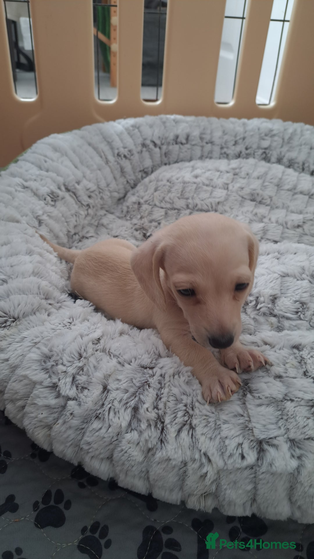 Dachshund dogs for sale: Miniature dachshund girls, cream & black and cream - Image 19