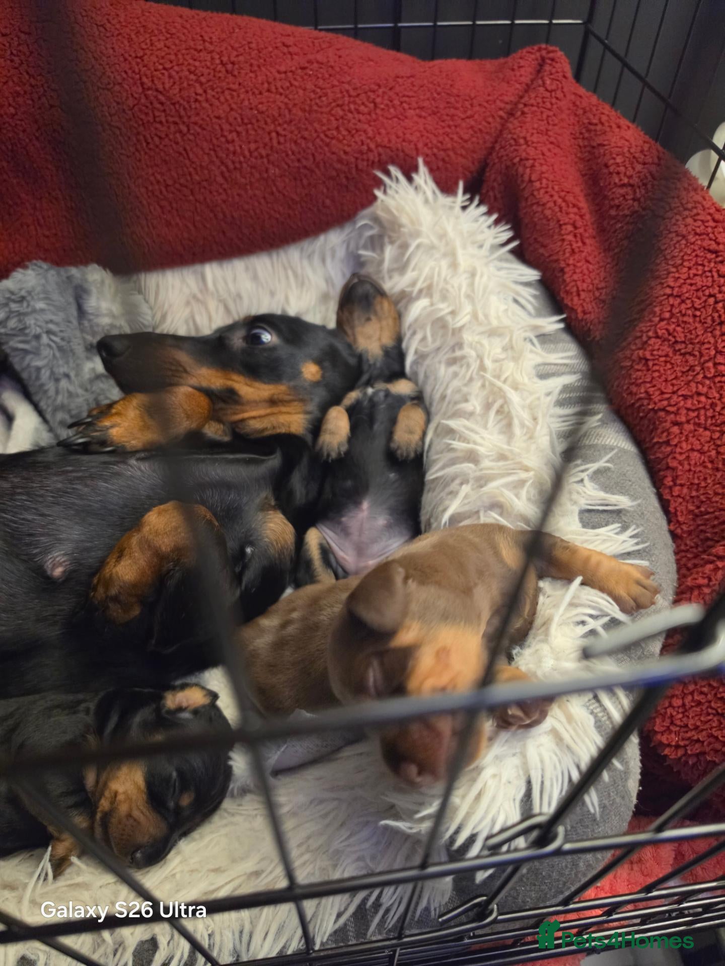 Dachshund dogs Dachshund - Advert 1