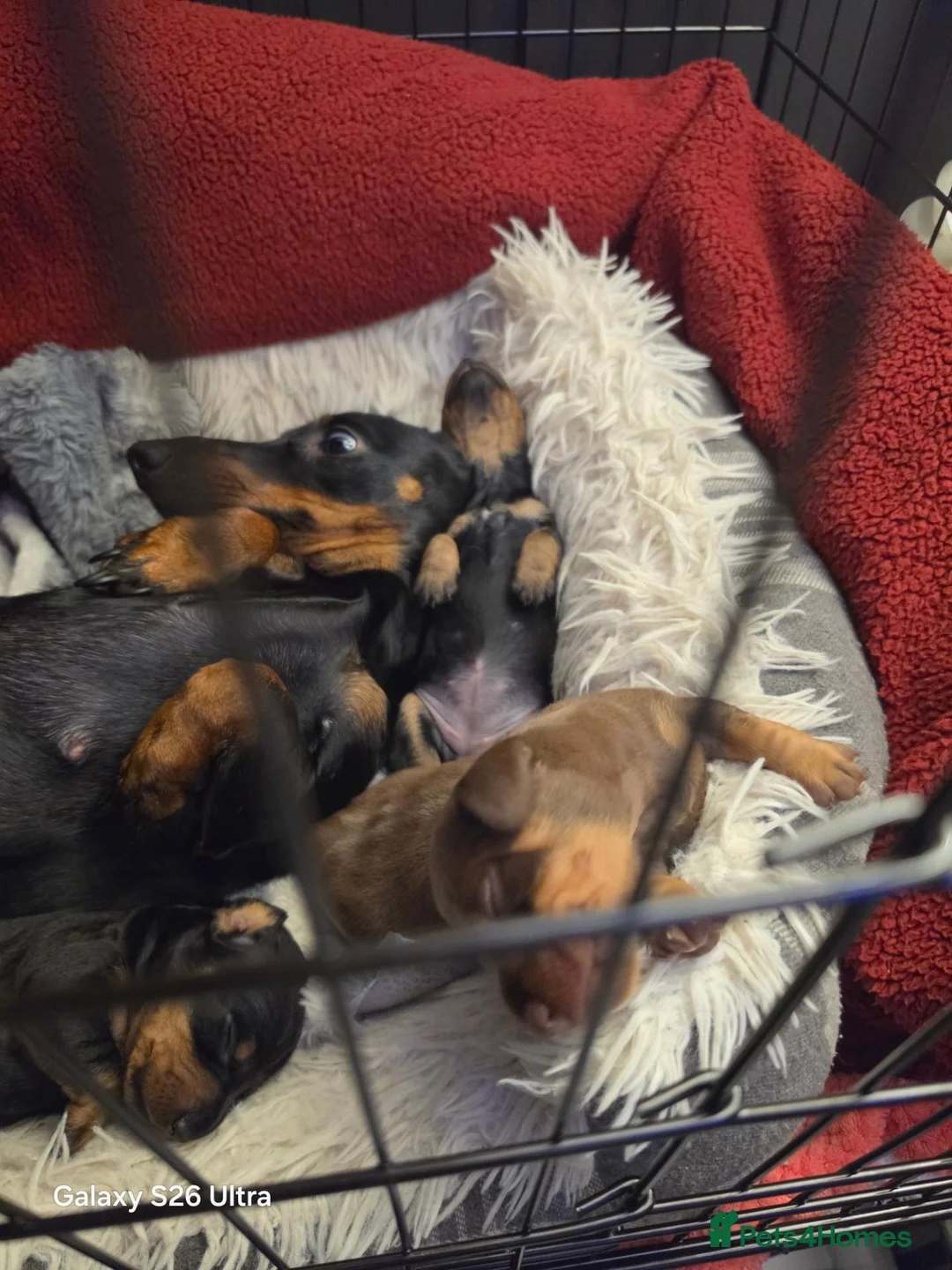 Dachshund dogs for sale: Dachshund in Aberdare - Advert 1
