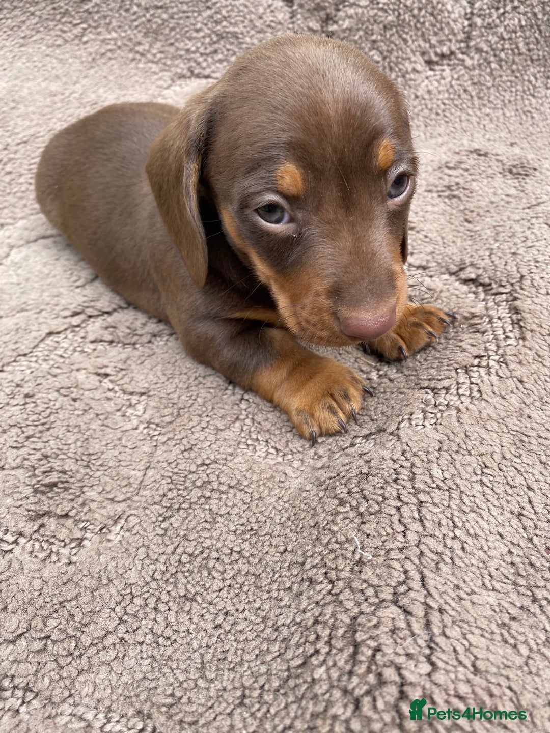 Dachshund dogs for sale: Dachshund  - Image 20