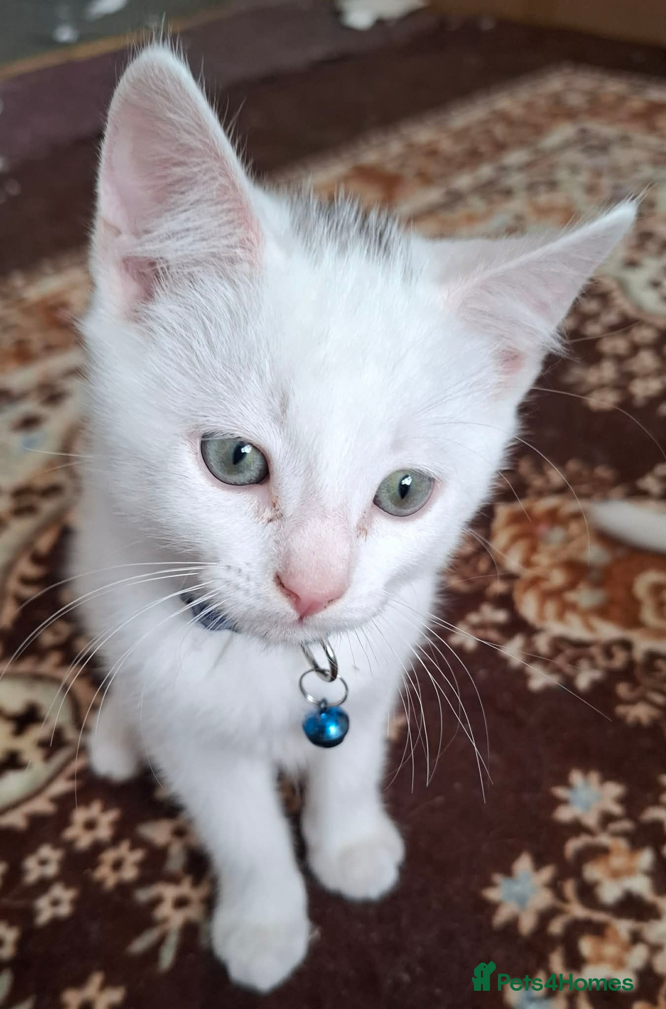 Mixed Breed cats for sale: 3 White Boy Kittens For Sale - Advert 5