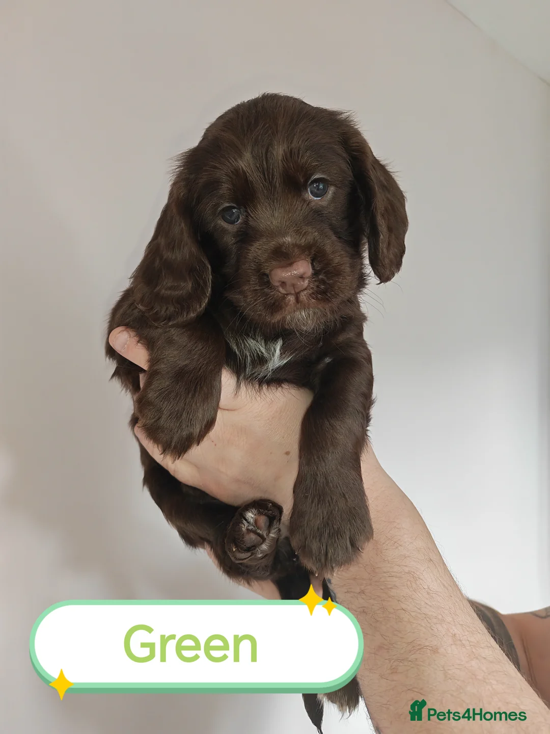 Sprocker dogs for sale: 🐾 Beautiful Sprocker Spaniel Puppies–Girls 🐾    - Advert 20