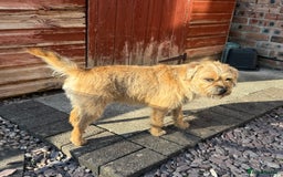 Border Terrier dogs for stud: 2 and a half yr old border in Bolton - Image 3