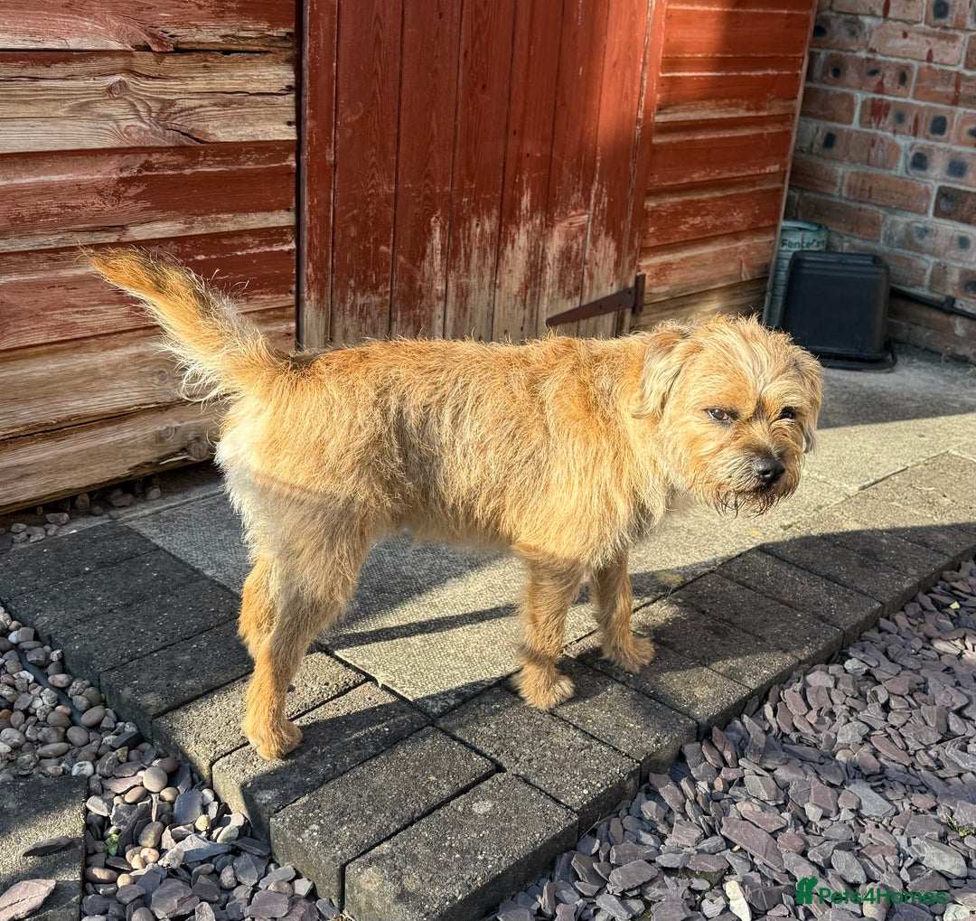 Border Terrier dogs for stud: 2 and a half yr old border in Bolton - Image 3