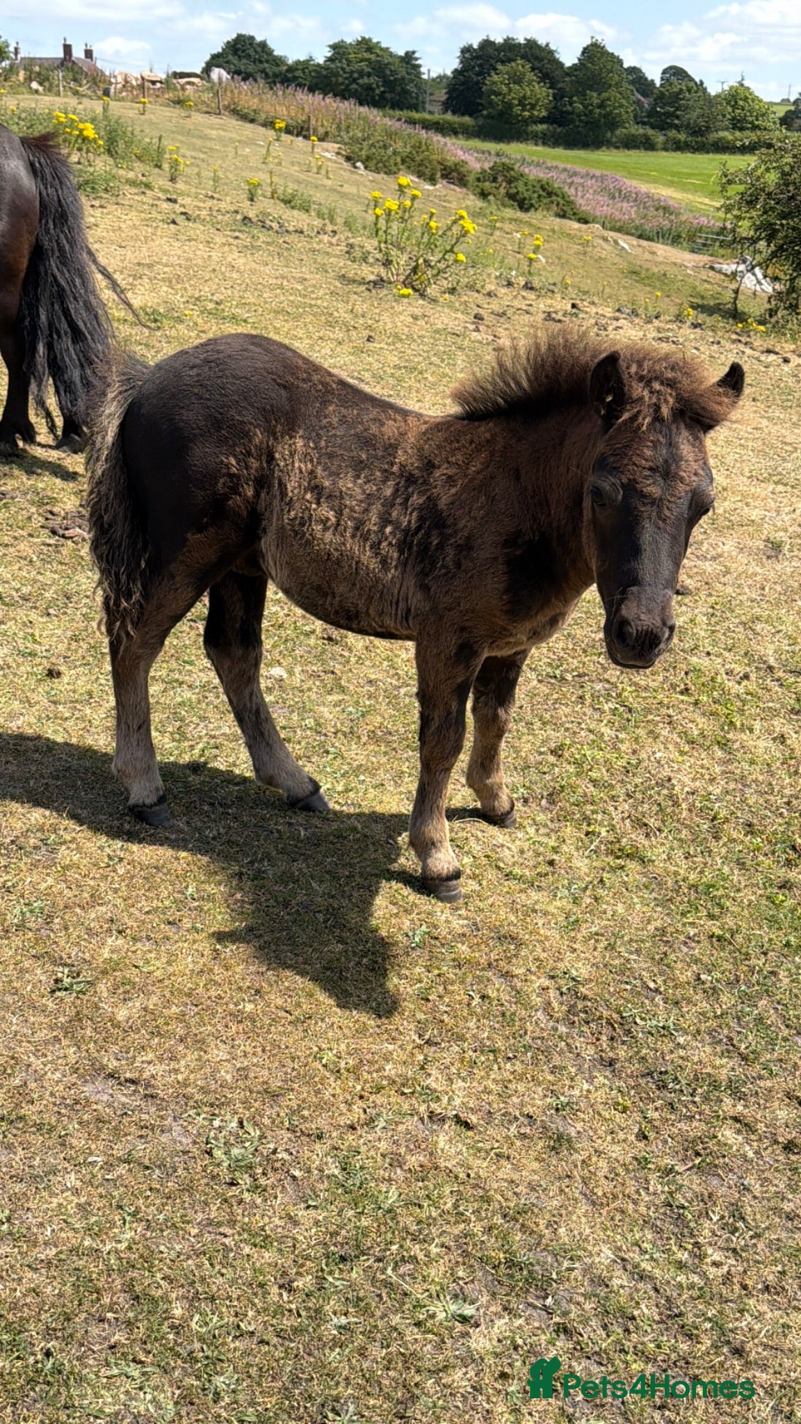 Shetland pony horses Standard Black Colt - Advert 8