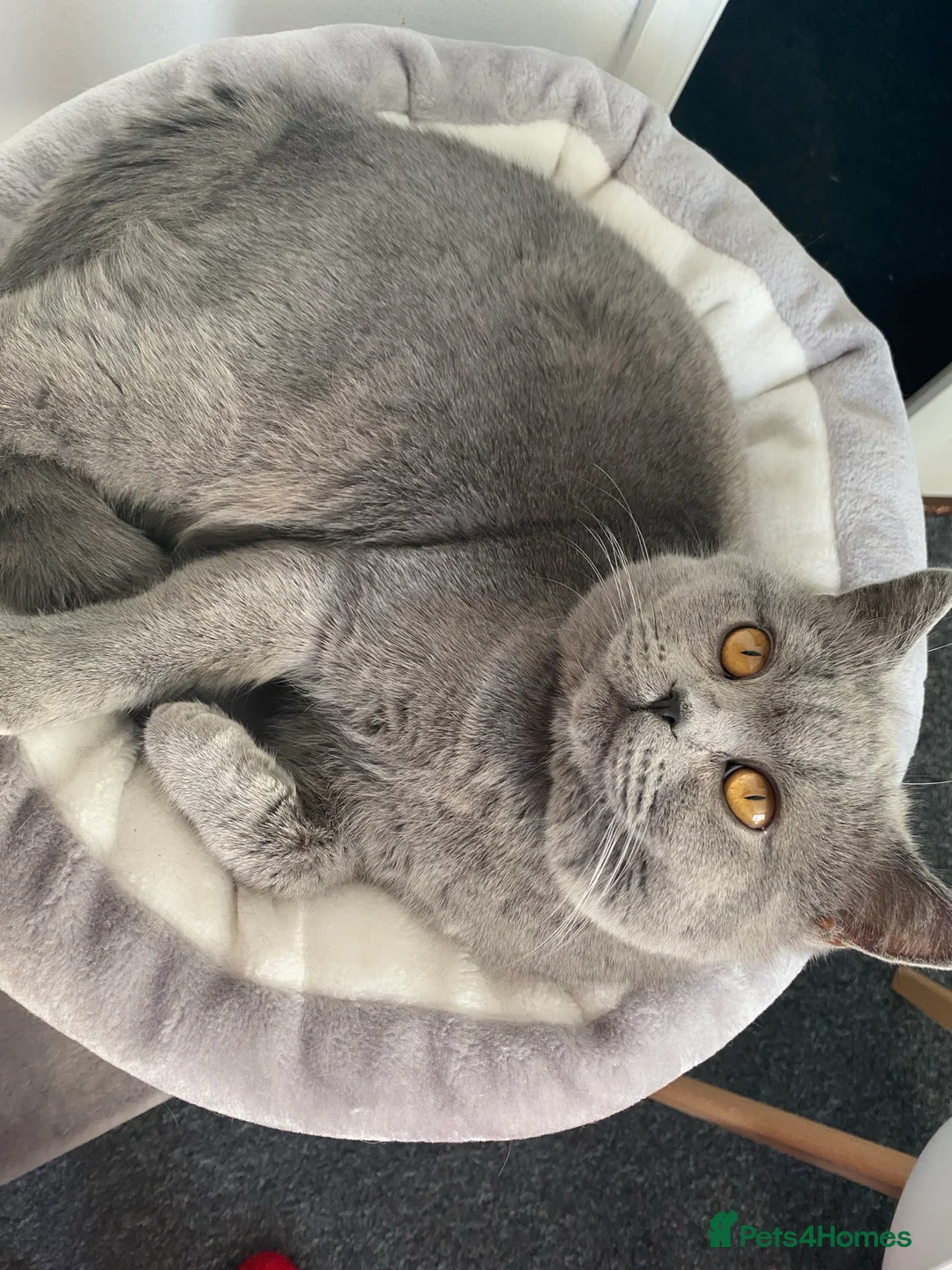 Scottish Fold cats for stud: Scottish straight for stud duties in Derby - Advert 7