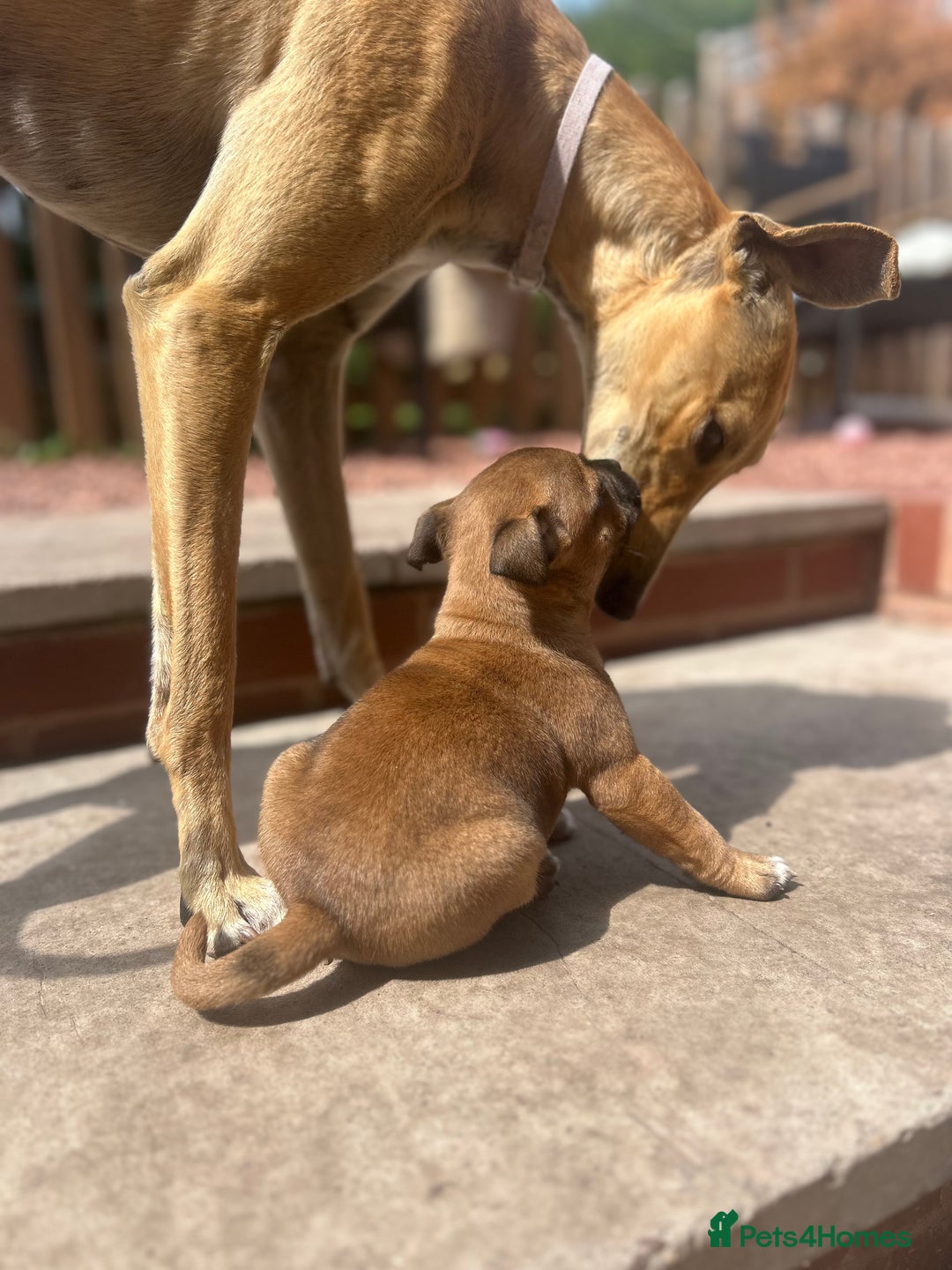 Staffordshire Bull Terrier dogs for sale: ONE MALE AVAILABLE 5* outstanding reds ✨✨✨ - Image 16
