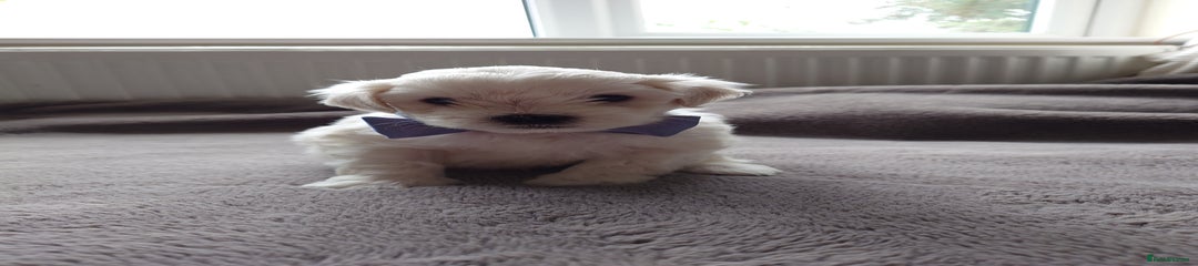 Zuchon Puppy 3