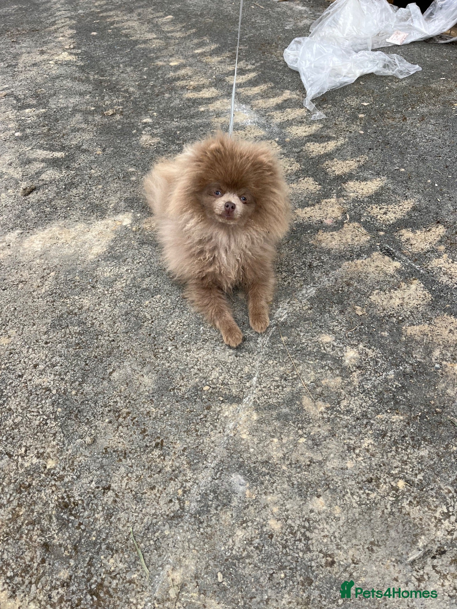Pomeranian dogs Pomeranian puppy  - Advert 8