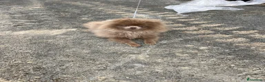 Pomeranian 1