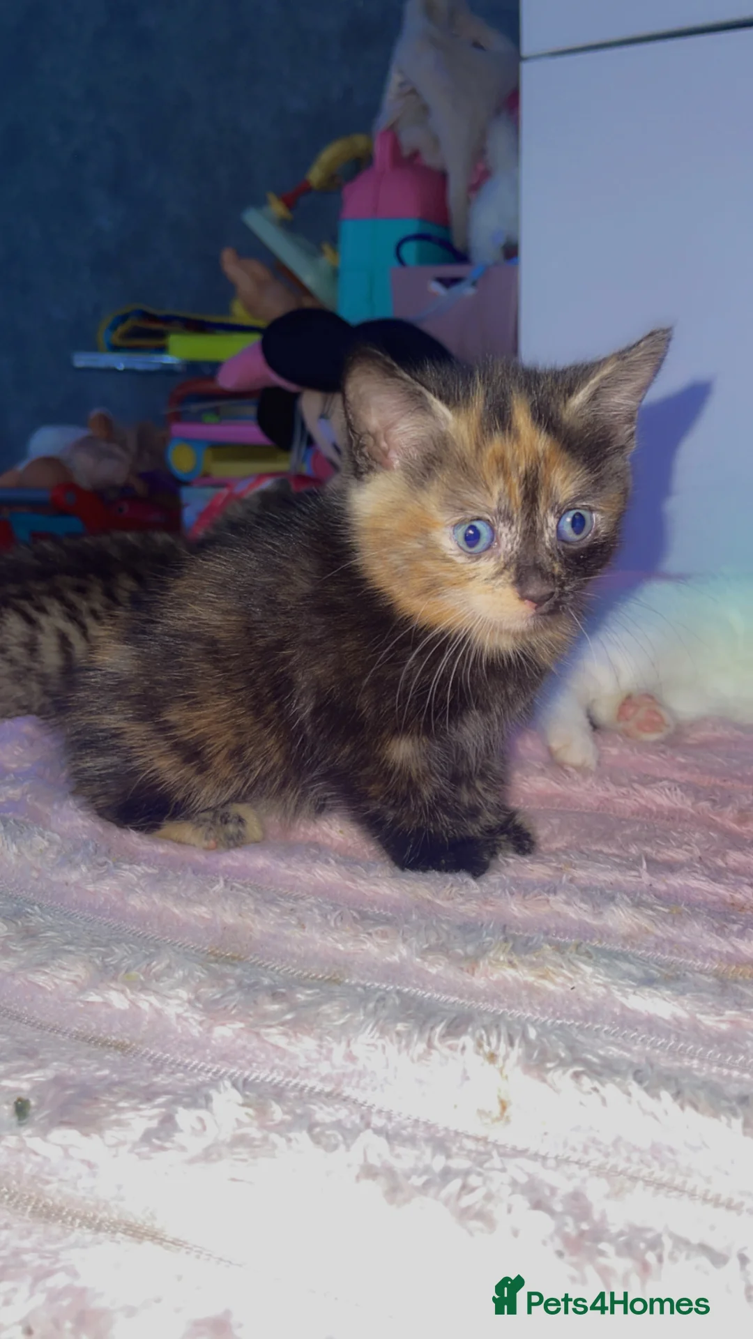 Mixed Breed cats for sale: 3 beautiful cats ready to leave ❤️ - Advert 11
