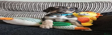 Mixed Breed 1